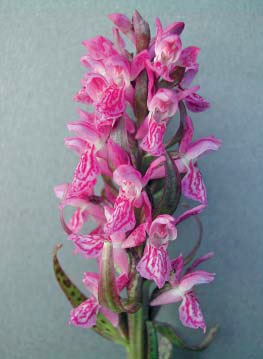 Vrsta Dactylorhiza majalis (Rchb.) P. F. Hunt et Summerh. (FOTO J. Topić) Card image cap